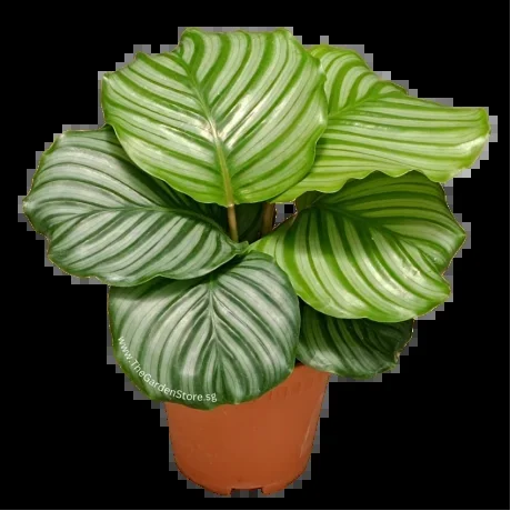 Calathea Orbifolia