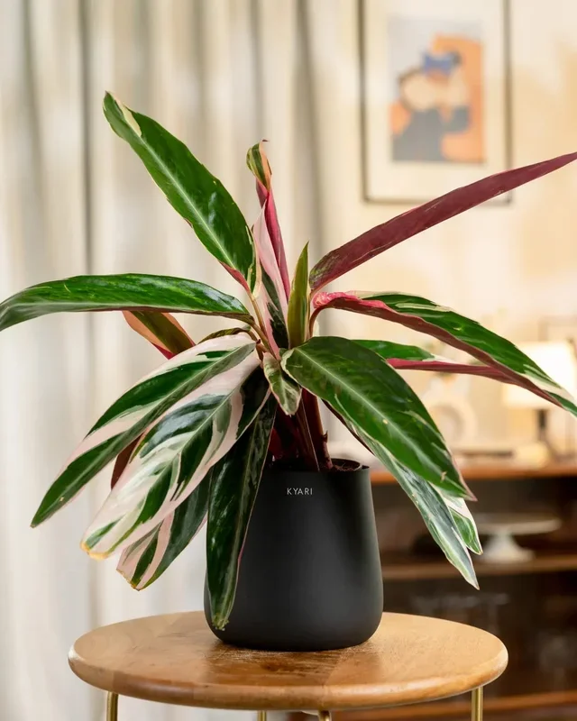 Calathea Triostar Plant with Medium Metal Self Watering Pot Deal