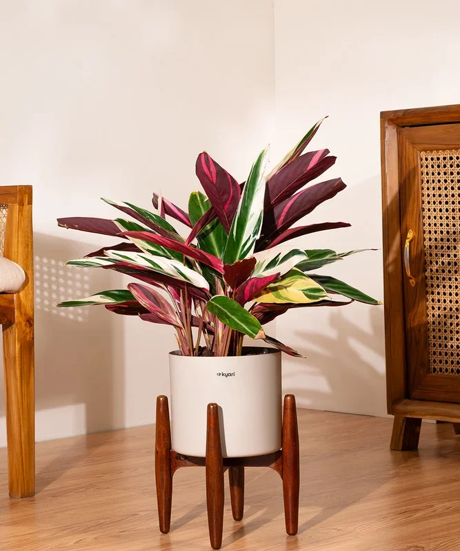 Calathea Triostar with Metal Self Watering Pot