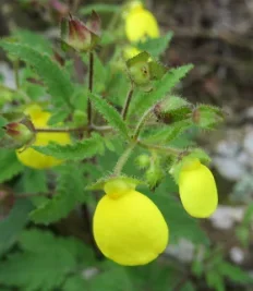 Calceolaria mexicana