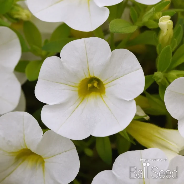 Calibrachoa Bright White Cabaret 4.25in CF