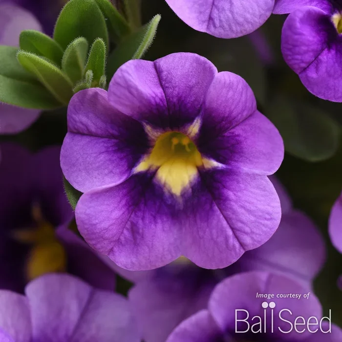 Calibrachoa Bumble Bee Blue 4.25in Can-Can CF
