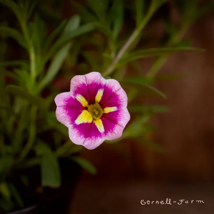 Calibrachoa Bumble Bee Pink 4.25in CF