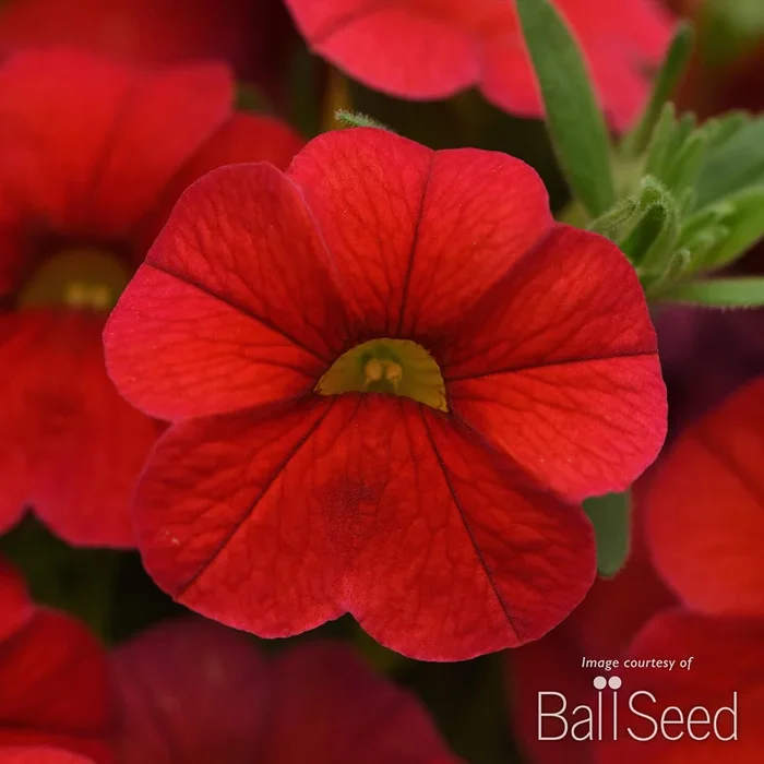 Calibrachoa Cha Cha Red 4.25in CF
