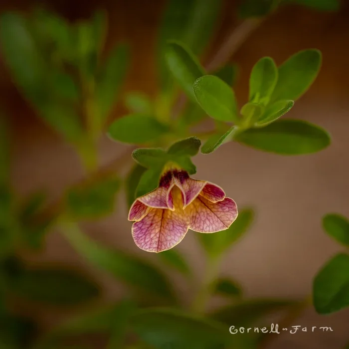 Calibrachoa Chameleon Blueberry Scone 4.25in CF