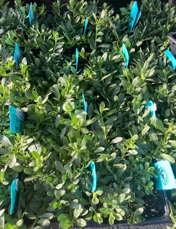 Calibrachoa Noa ‘Blue Legend’