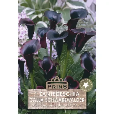 Calla Schwarzwalder – Single Bulb