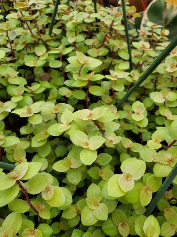 Callisia repens –Gold Turtle Vine–