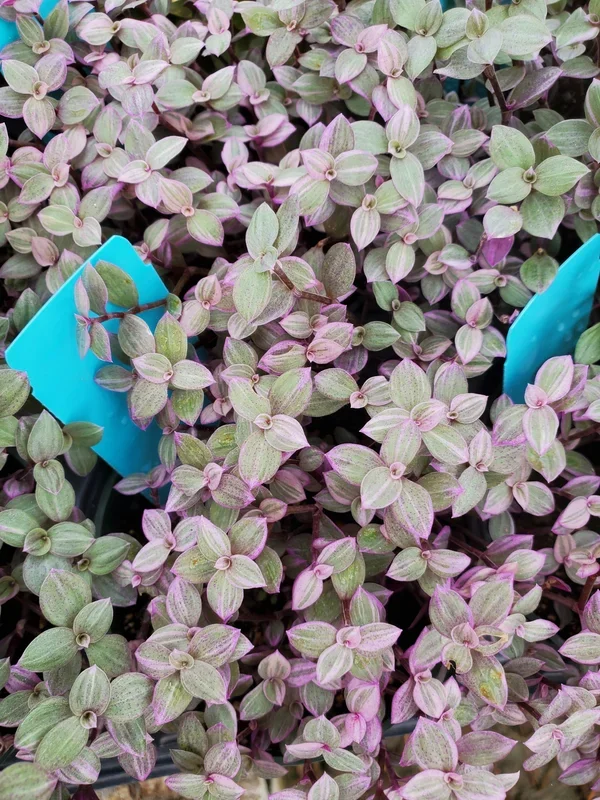 Callisia repens –Pink Panther Turtle Vine–