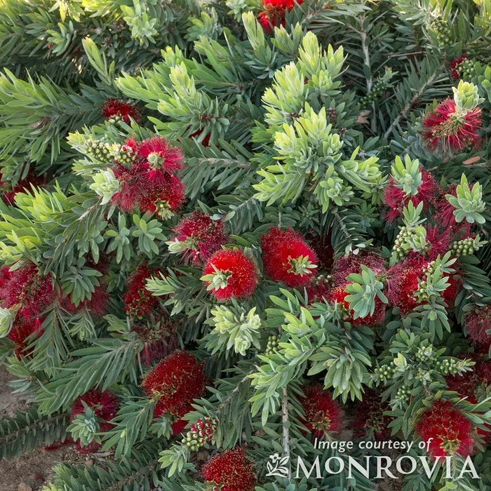 Callistemon Little John 5gal Bottlebrush
