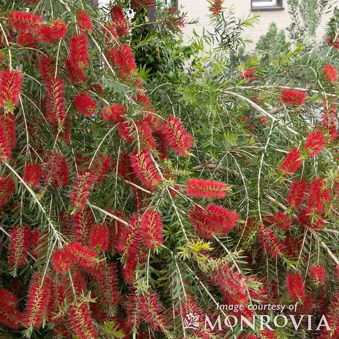Callistemon viminalis 2gal Bottlebrush