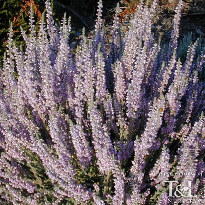 Calluna vulgaris Silver Knight 1gal
