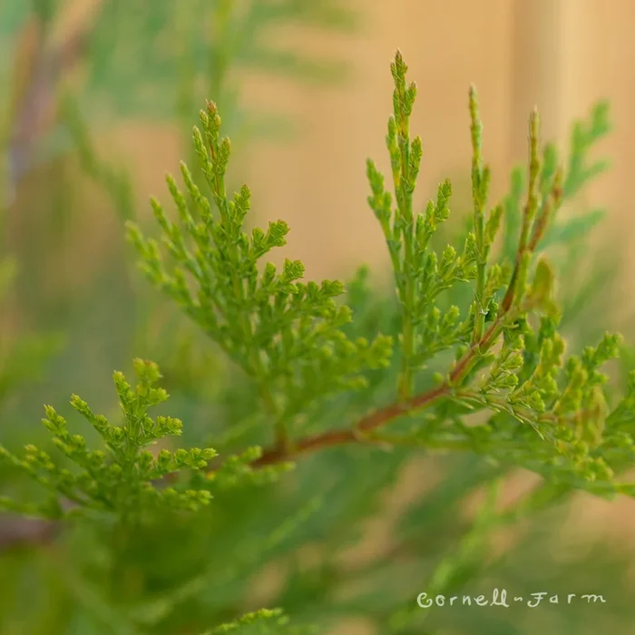 Calocedrus decurrens 3gal Incense Cedar