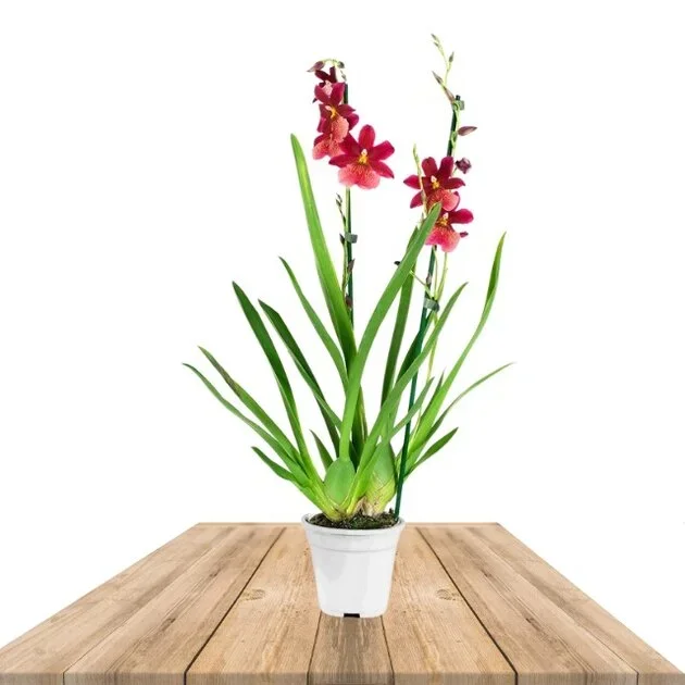 CAMBRIA NELLY ISLER (ORQUÍDEA)