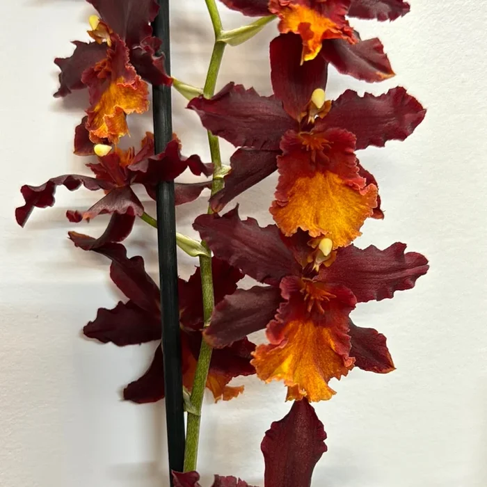 Cambria Orchid | Shelly