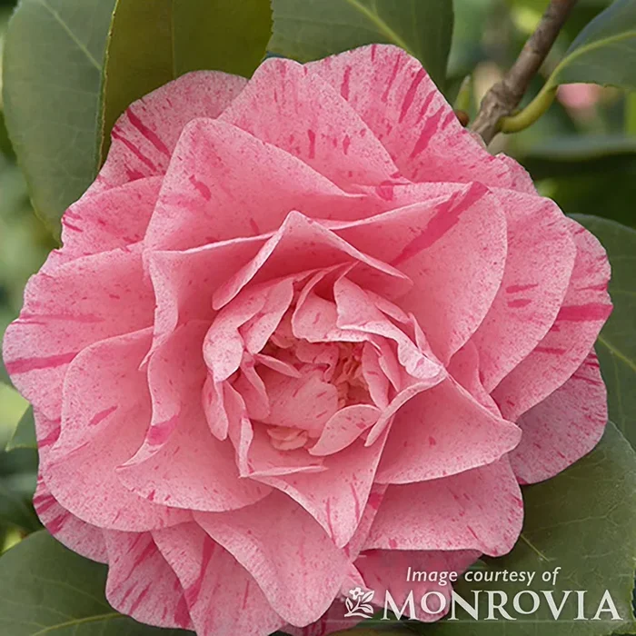 Camellia j. Carter’s Sunburst 5gal