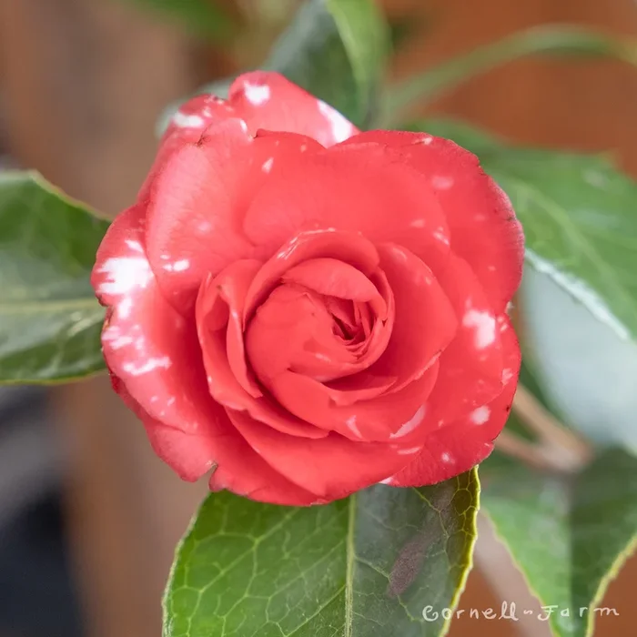Camellia j. Daikagura 10gal