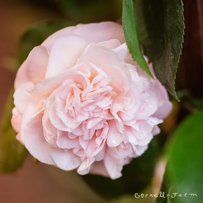 Camellia j. Debutante 5gal ESP