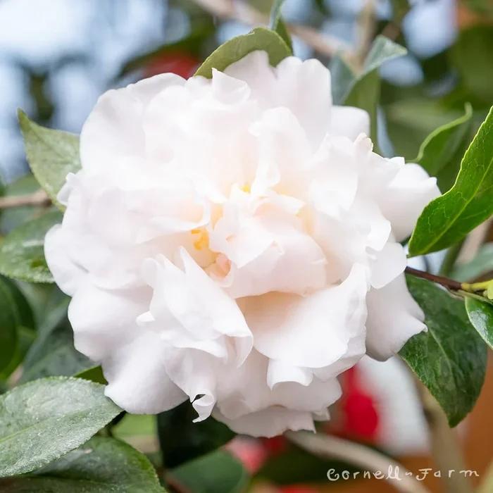 Camellia j. Jury’s Pearl 5gal
