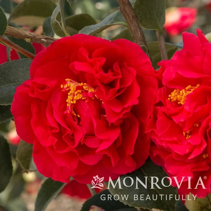 Camellia j. Kramer’s Supreme 5gal
