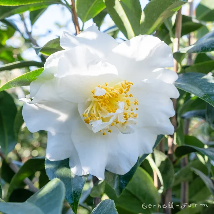 Camellia j. Silver Waves 2gal