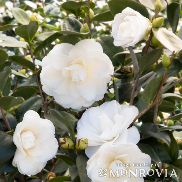 Camellia j. Swan Lake 7gal