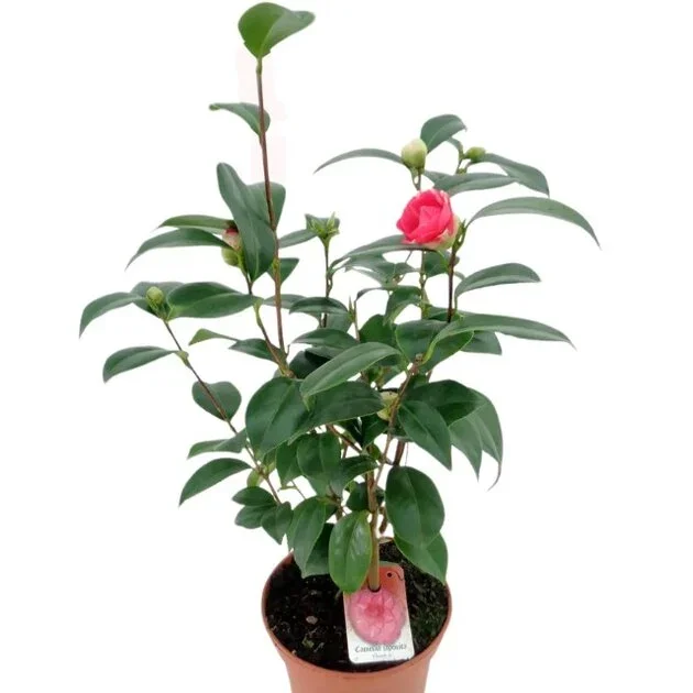CAMELLIA JAPONICA ROJA 35CM (CAMELIA)