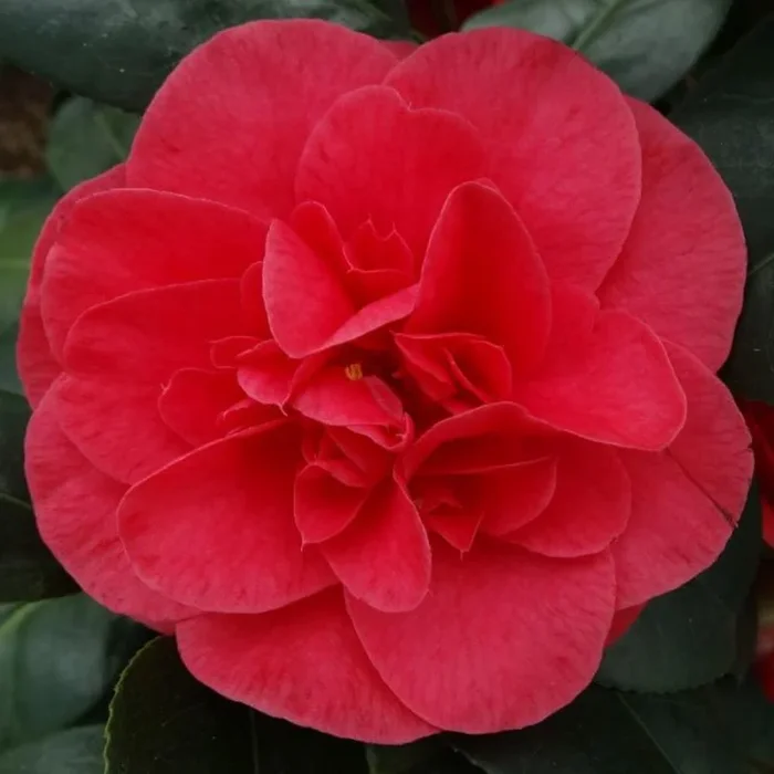 Camellia Lady Campbell 4L