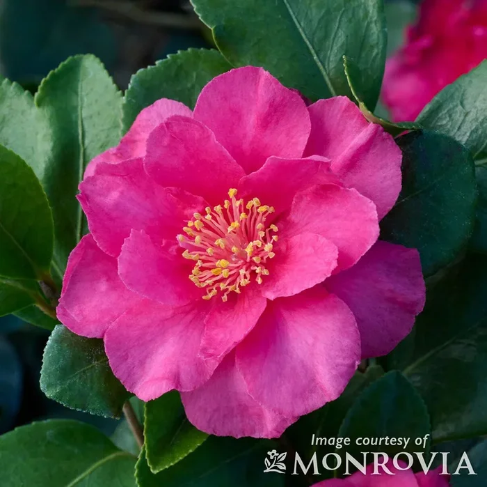 Camellia s. Bonanza 5gal