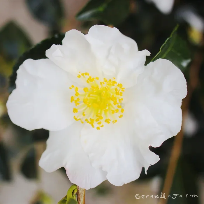 Camellia s. Setsugekka 7gal