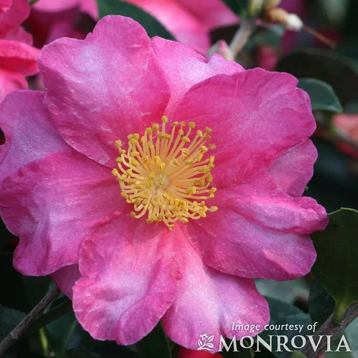 Camellia s. Shishigashira 1gal