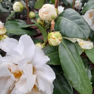Camellia Silver Anniversary 4L