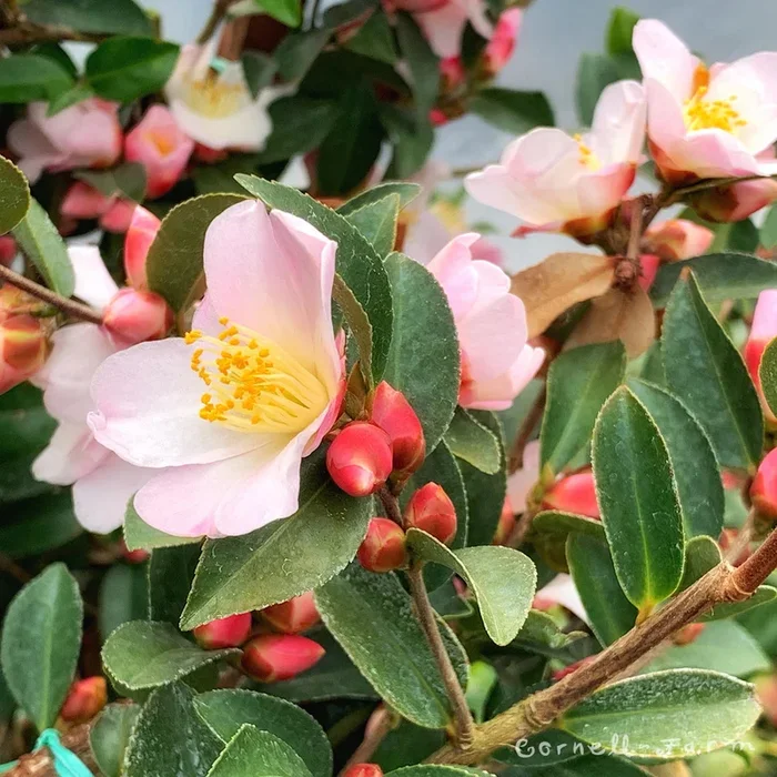 Camellia x Fairy Blush 5gal