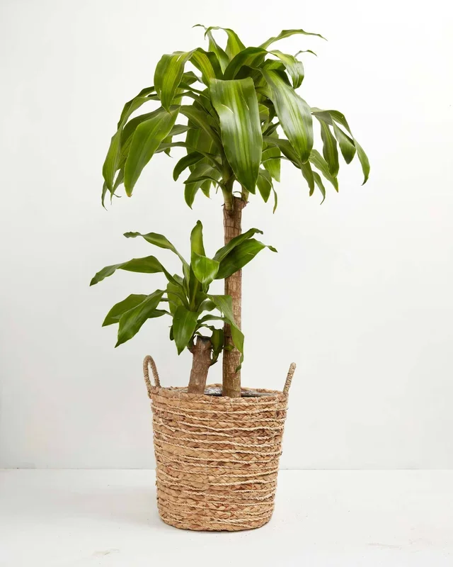 Cane Massangeana Dragon Plant (Dracaena)