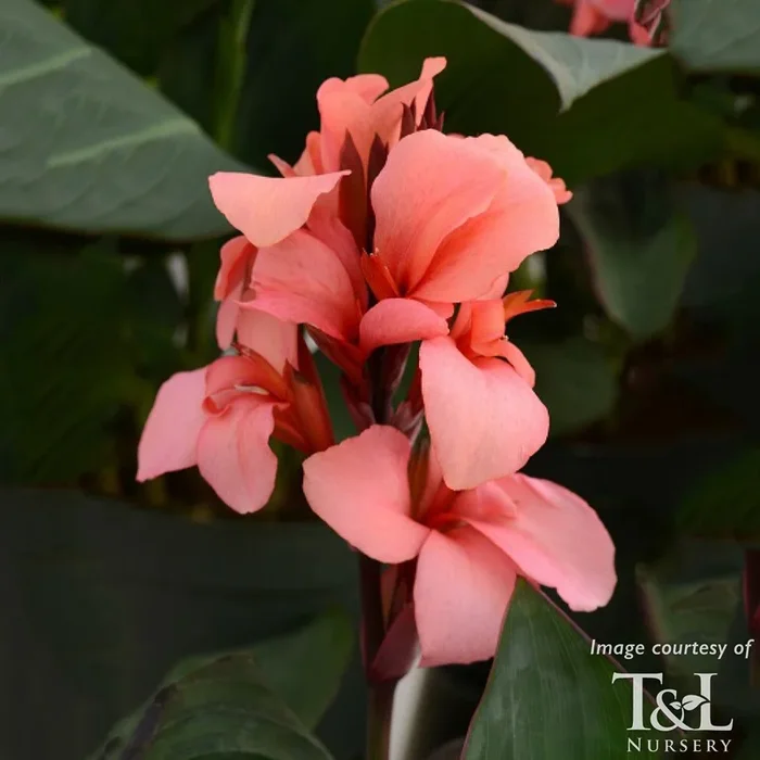 Canna Cannova Mango 1gal.