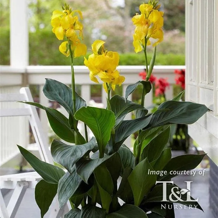 Canna Cannova Yellow 2gal.