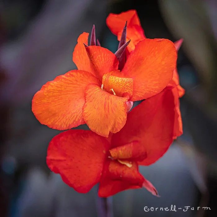 Canna indica Tropicanna Black 2gal