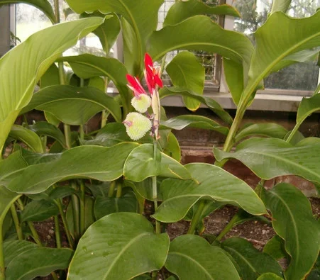 Canna indica warscewiczii – Canna Seeds