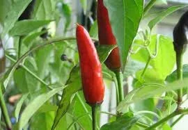 Capsicum ‘Punjab’ Chilli Pepper 4″ Pot