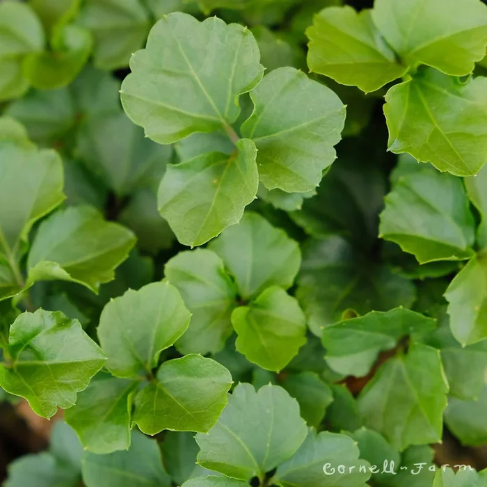 Cardimine trifolia 1gal