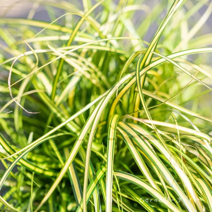Carex EverColor Eversheen Qrt
