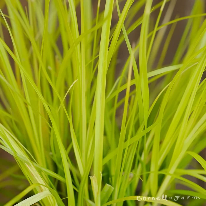 Carex Everillo 1gal