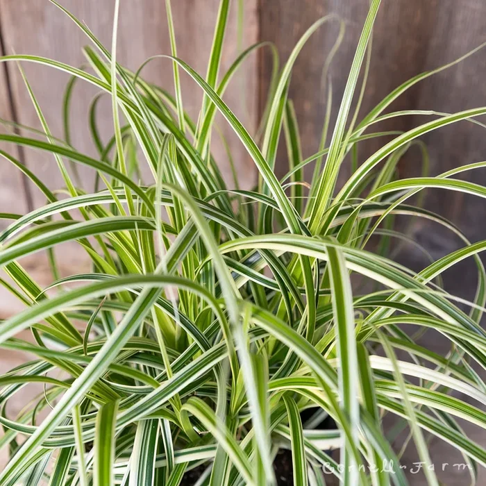 Carex Feather Falls Qrt
