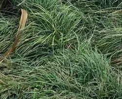 Carex flacca ‘Blue Zinger’