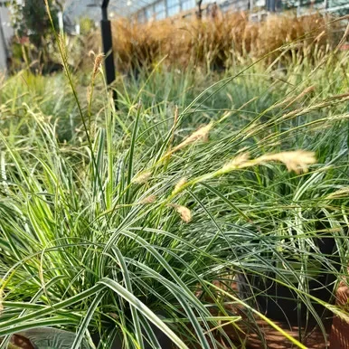 Carex oshimensis ‘Everest’ 3L