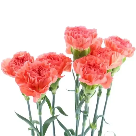 Carnation (x 8 Individual Stems) – Orange