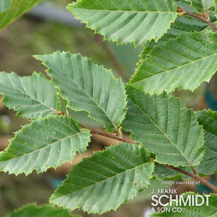Carpinus b. Frans Fontaine 15gal European Hornbeam 1.25 cal