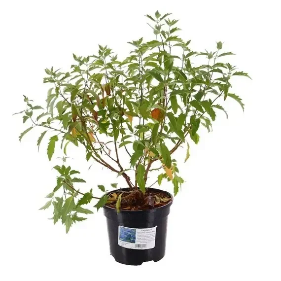 Caryopteris Clandonensis ‘Inoveris’ Grand Bleu – 7.5L Pot