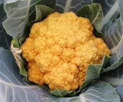 Cauliflower ‘Cheddar’ 4″ Pot