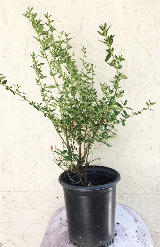 Ceanothus ‘Concha’
